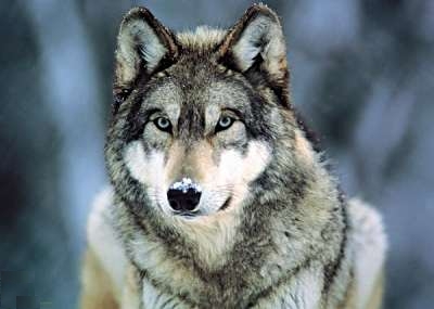 Eurasian Wolf